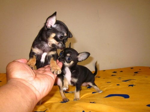 精品吉娃娃 純種健康承諾與貼心服務(wù)